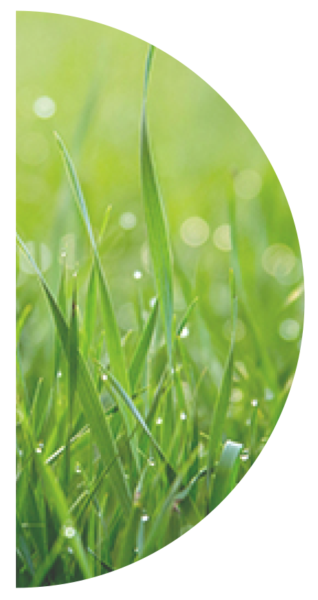 Kapha: The Essence of Earth