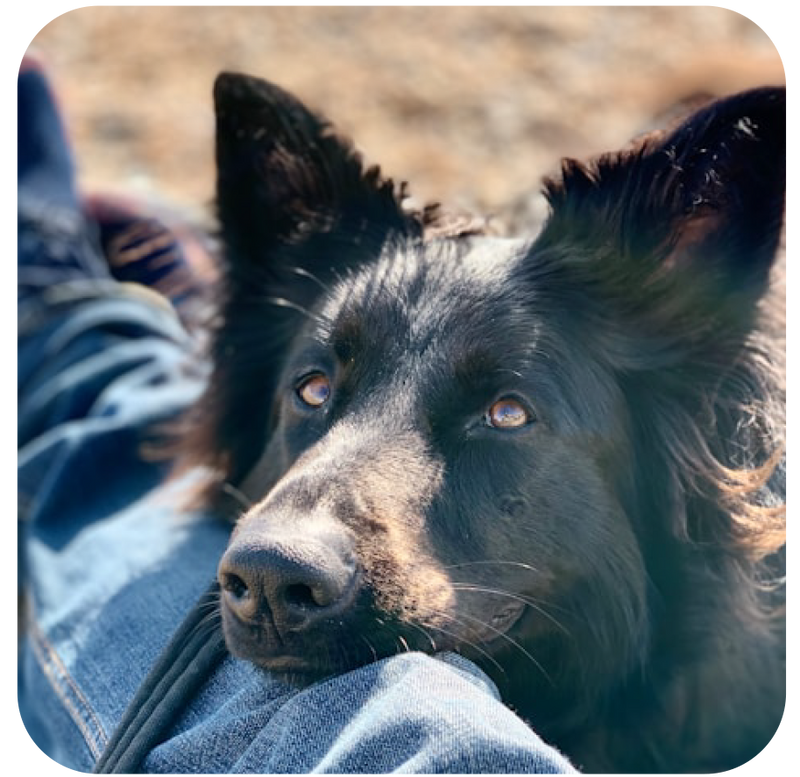 Maxx, 6 yrs